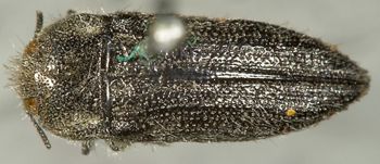 Media type: image;   Entomology 24413 Aspect: habitus dorsal view